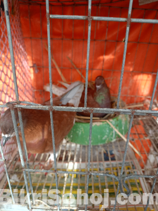 কবুতর